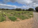 Vignes du côté de la Pistole